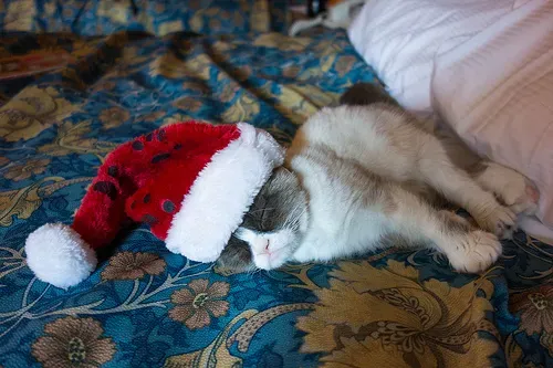 Cat_in_santas_hat